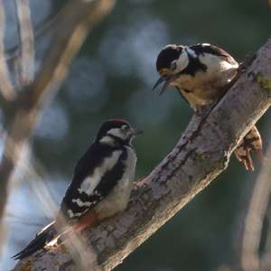 Great Spotted Woodpecker