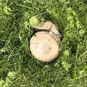 Meadow Agaric