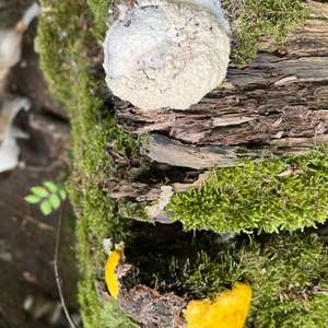 Unknown Species