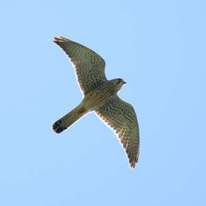 Eurasian Hobby