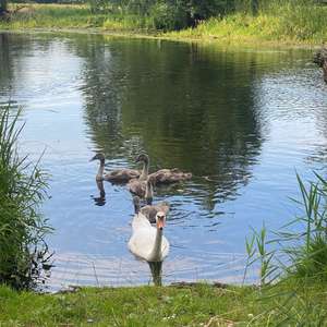 Mute Swan
