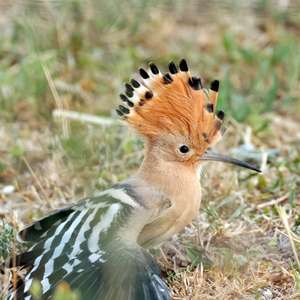 Eurasian Hoopoe