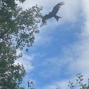 Red Kite