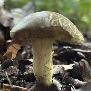 Ziegenlippe