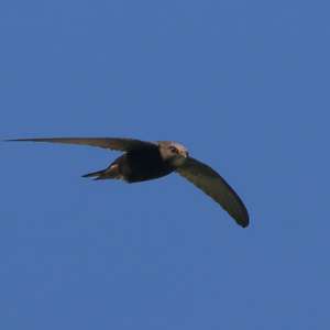 Common Swift