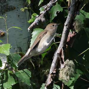Garden Warbler