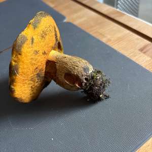 Lurid Bolete