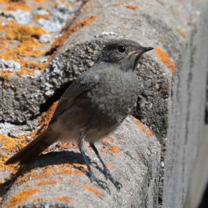 Black Redstart