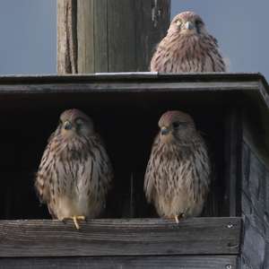 Common Kestrel