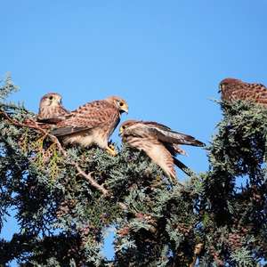 Common Kestrel