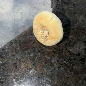 Unknown Species