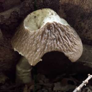 Unknown Species