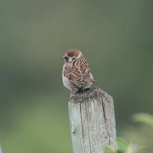 Eurasian Tree Sparrow
