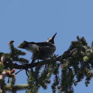 Spotted Nutcracker