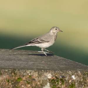 White Wagtail