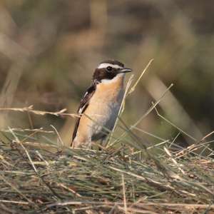 Whinchat