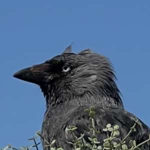 Eurasian Jackdaw