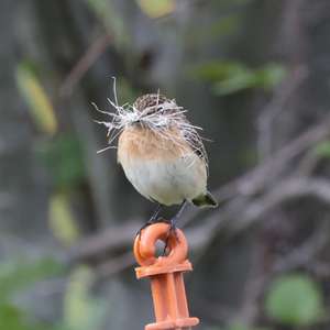 Whinchat