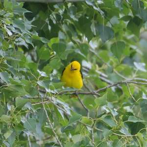 Eurasian Golden Oriole