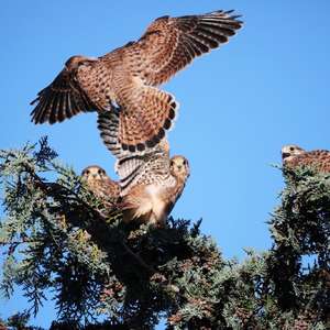 Common Kestrel