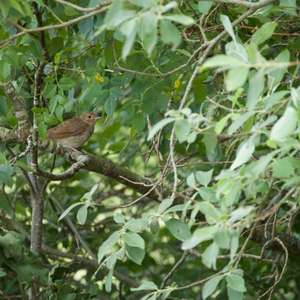Thrush Nightingale