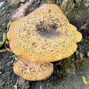Dryad`s Saddle