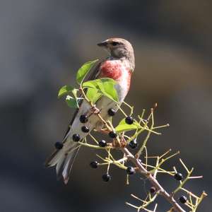 Eurasian Linnet