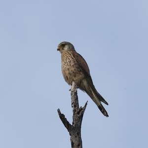 Common Kestrel