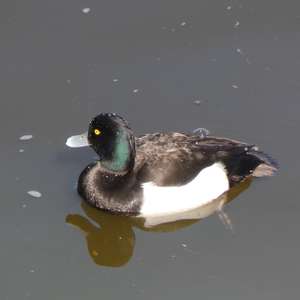 Tufted Duck