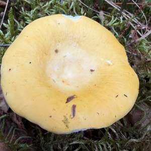 Gelber Graustieltäubling
