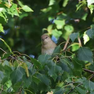 Garden Warbler