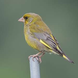 European Greenfinch
