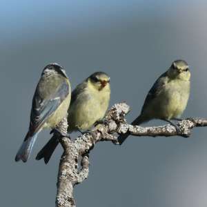 Blue Tit
