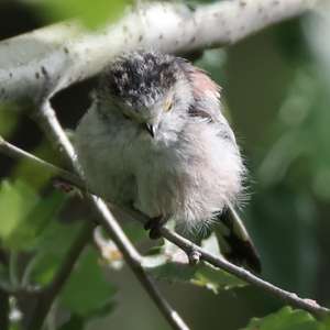 Long-tailed Tit