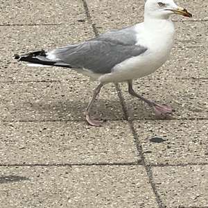 Silbermöwe