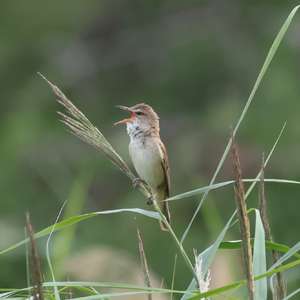 Great Reed-warbler