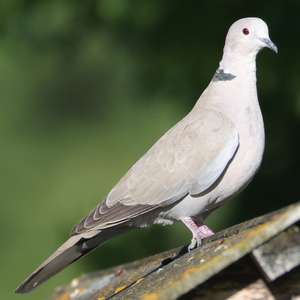 Stock Dove