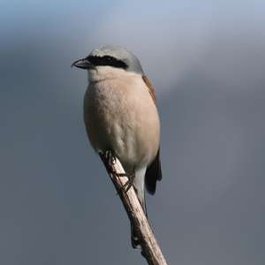 Red-backed Shrike