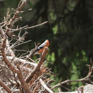 Eurasian Bullfinch