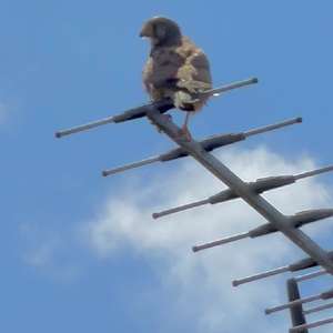 Common Kestrel