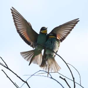 European Bee-eater