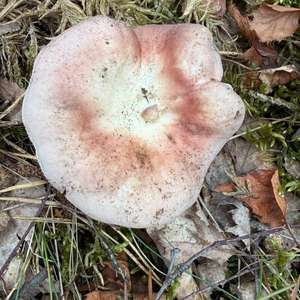 Speisetäubling
