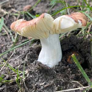 Unknown Species