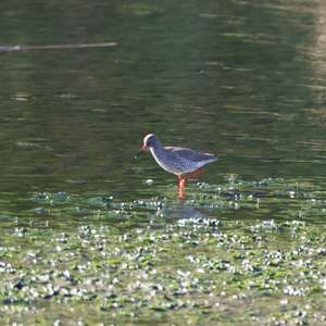 Common Redshank