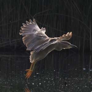 Black-crowned Night-heron