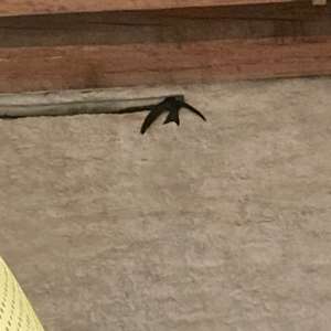 Common Swift