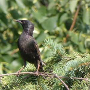 Common Starling