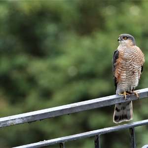 Eurasian Sparrowhawk