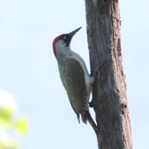 Eurasian Green Woodpecker