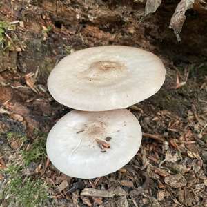 Unknown Species